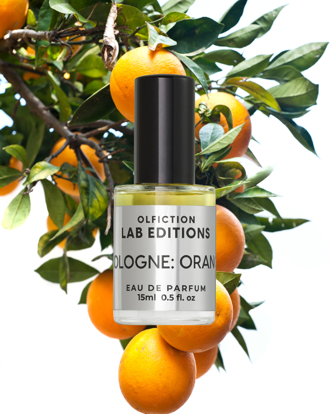 COLOGNE: ORANGE – exploring the orange tree